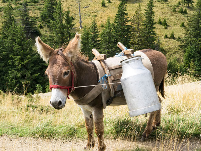 What Are The Benefits of Donkey Milk Soap?