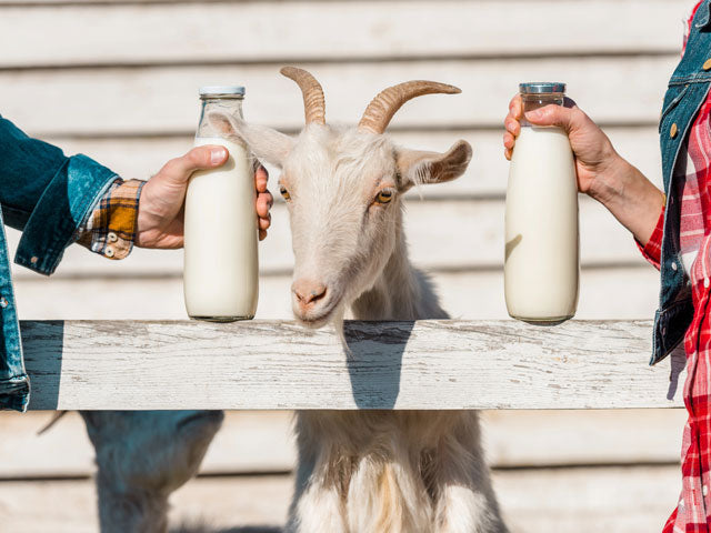 How to Make Goat Milk Soap